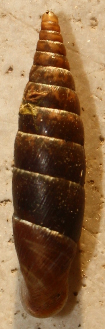 Clausiliidae da identificare